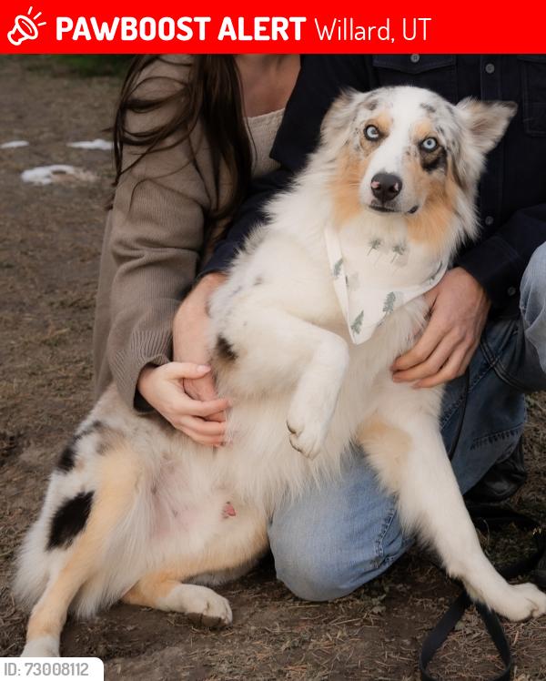 Lost Male Dog last seen Near n main st, Willard, utah, Willard, UT 84340