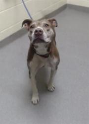 Shelter Stray Female Dog last seen Near BLOCK N XANTHIA ST, DENVER CO 80220, 1241 W Bayaud Ave, Denver, CO 80223, USA