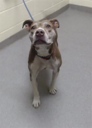 Shelter Stray Female Dog last seen Near BLOCK N XANTHIA ST, DENVER CO 80220, 1241 W Bayaud Ave, Denver, CO 80223, USA