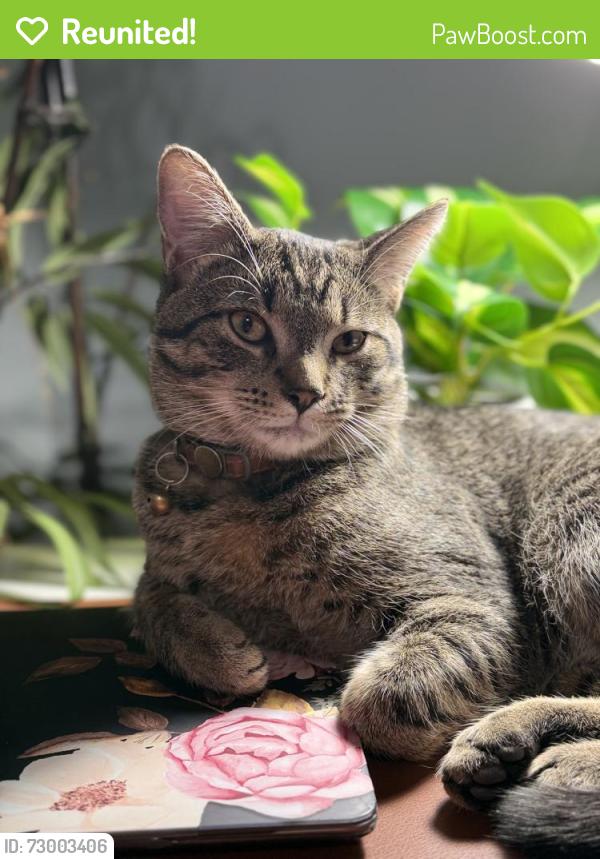 Reunited Male Cat last seen Main St, Orileys , Salem, VA 24153