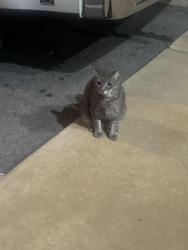 Found/Stray Unknown Cat last seen The cove, Bowling Green, KY 42104
