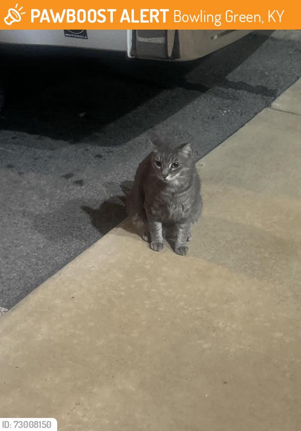 Found/Stray Unknown Cat last seen The cove, Bowling Green, KY 42104