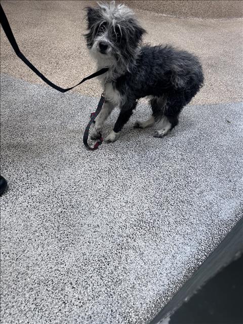 Shelter Stray Unknown Dog last seen , 3201 Lacy St, Los Angeles, CA 90031, USA