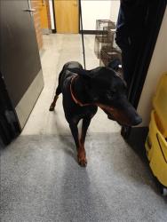 Shelter Stray Male Dog last seen , 3201 Lacy St, Los Angeles, CA 90031, USA