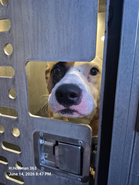 Shelter Stray Male Dog last seen Near BLOCK OF E HUTCHINS PLACE, 4710 TX-151, San Antonio, TX 78227, USA