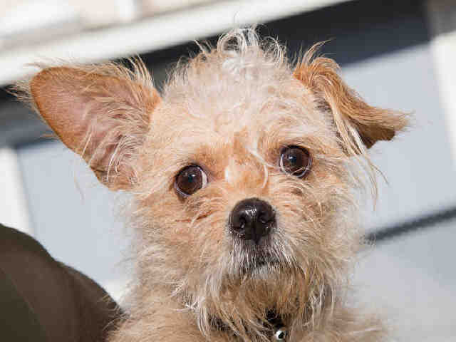 Shelter Stray Female Dog last seen , 1640 9th St, Santa Monica, CA 90404, USA