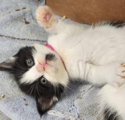 Shelter Stray Female Cat last seen Blue Bonnet Court, Roseville City, CA, 200 Tahoe Ave, Roseville, CA 95678, USA