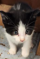 Shelter Stray Male Cat last seen Blue Bonnet Court, Roseville City, CA, 200 Tahoe Ave, Roseville, CA 95678, USA