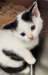 Shelter Stray Male Cat last seen Blue Bonnet Court, Roseville City, CA, 200 Tahoe Ave, Roseville, CA 95678, USA
