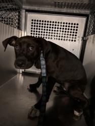 Shelter Stray Female Dog last seen Near COLEMAN AVE, East District, TX, 355 Hillshire Dr, Haslet, TX 76052, USA