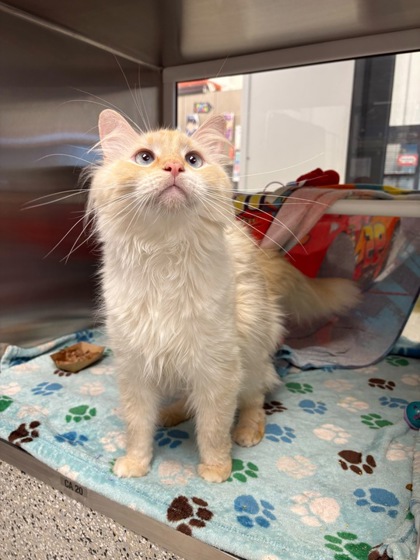 Shelter Stray Male Cat last seen Near Virginia Avenue, 64109, MO, 7077 Elmwood Ave, Kansas City, MO 64132, USA