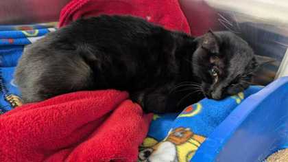Shelter Stray Male Cat last seen Barry Rd & NW 85th Ter, KCMO, 64154, 64154, MO, 7077 Elmwood Ave, Kansas City, MO 64132, USA