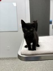 Shelter Stray Male Cat last seen E 39th St & Troost Ave, 64110, 64110, MO, 7077 Elmwood Ave, Kansas City, MO 64132, USA