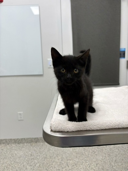 Shelter Stray Male Cat last seen E 39th St & Troost Ave, 64110, 64110, MO, 7077 Elmwood Ave, Kansas City, MO 64132, USA