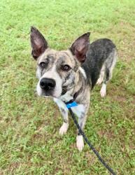 Shelter Stray Female Dog last seen Near Dogwood Farm Rd Decatur, 30034, 30034, GA, 3280 Chamblee Dunwoody Rd, Chamblee, GA 30341, USA