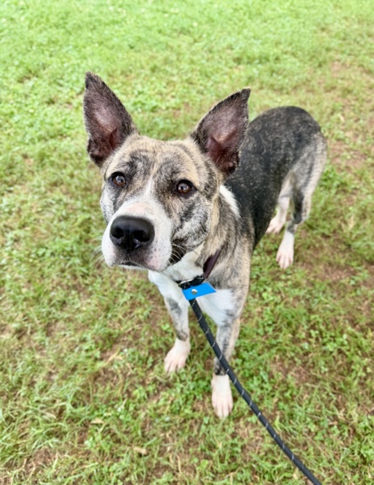 Shelter Stray Female Dog last seen Near Dogwood Farm Rd Decatur, 30034, 30034, GA, 3280 Chamblee Dunwoody Rd, Chamblee, GA 30341, USA