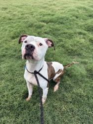 Shelter Stray Male Dog last seen Near Mell Ave., Clarkston, GA 30021, 30021, GA, 3280 Chamblee Dunwoody Rd, Chamblee, GA 30341, USA
