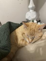 Shelter Stray Female Cat last seen Near Enid Dr, Lithonia, GA 30058, 30058, GA, 3280 Chamblee Dunwoody Rd, Chamblee, GA 30341, USA