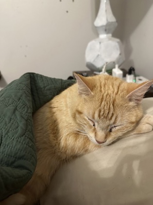 Shelter Stray Female Cat last seen Near Enid Dr, Lithonia, GA 30058, 30058, GA, 3280 Chamblee Dunwoody Rd, Chamblee, GA 30341, USA