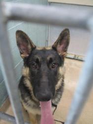 Shelter Stray Male Dog last seen Near elmar ave, Oakland, CA, 1101 29th Ave, Oakland, CA 94601, USA