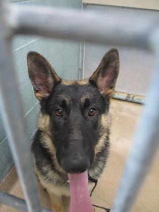 Shelter Stray Male Dog last seen Near elmar ave, Oakland, CA, 1101 29th Ave, Oakland, CA 94601, USA