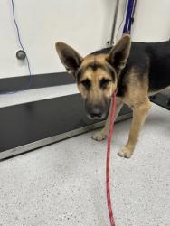 Shelter Stray Male Dog last seen Sequoyah Hill rd, Oakland, , 1101 29th Ave, Oakland, CA 94601, USA