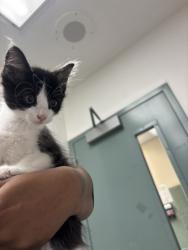 Shelter Stray Male Cat last seen Near Fruitvale Ave, Oakland, CA, 1101 29th Ave, Oakland, CA 94601, USA
