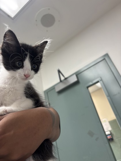 Shelter Stray Male Cat last seen Near Fruitvale Ave, Oakland, CA, 1101 29th Ave, Oakland, CA 94601, USA