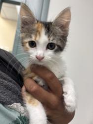 Shelter Stray Female Cat last seen Near Fruitvale Ave, Oakland, CA, 1101 29th Ave, Oakland, CA 94601, USA