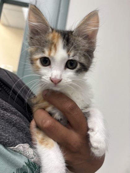 Shelter Stray Female Cat last seen Near Fruitvale Ave, Oakland, CA, 1101 29th Ave, Oakland, CA 94601, USA