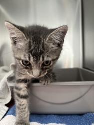 Shelter Stray Male Cat last seen Near san leandro st, Oakland, CA, 1101 29th Ave, Oakland, CA 94601, USA