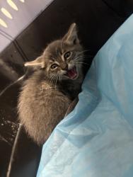 Shelter Stray Male Cat last seen Foothill Blvd., Oakland, CA, 1101 29th Ave, Oakland, CA 94601, USA