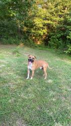 Lost Male Dog last seen Old Denmark rd, Jackson, TN 38301
