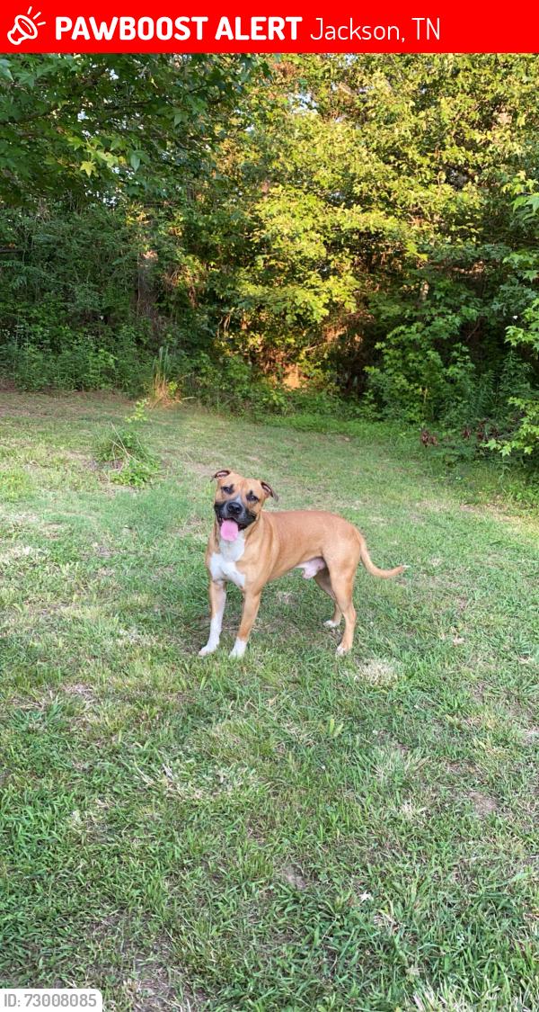 Lost Male Dog last seen Old Denmark rd, Jackson, TN 38301