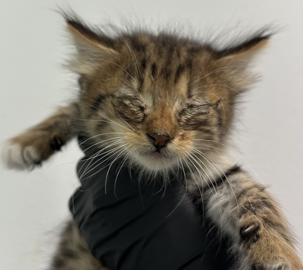 Shelter Stray Male Cat last seen Near Historic Decatur Road, San Diego, CA, 92106, 5500 Gaines St, San Diego, CA 92110, USA