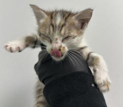 Shelter Stray Female Cat last seen Near Historic Decatur Road, San Diego, CA, 92106, 5500 Gaines St, San Diego, CA 92110, USA