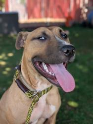 Shelter Stray Male Dog last seen SE 111th Ave + Stark St, PORTLAND, OR, 97216, 1700 W Historic Columbia River Hwy, Troutdale, OR 97060, USA