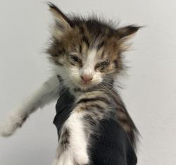 Shelter Stray Female Cat last seen Near Historic Decatur Road, San Diego, CA, 92106, 5500 Gaines St, San Diego, CA 92110, USA