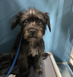 Shelter Stray Female Dog last seen Near Kearny Mesa Road, San Diego, CA, 92111, 5500 Gaines St, San Diego, CA 92110, USA