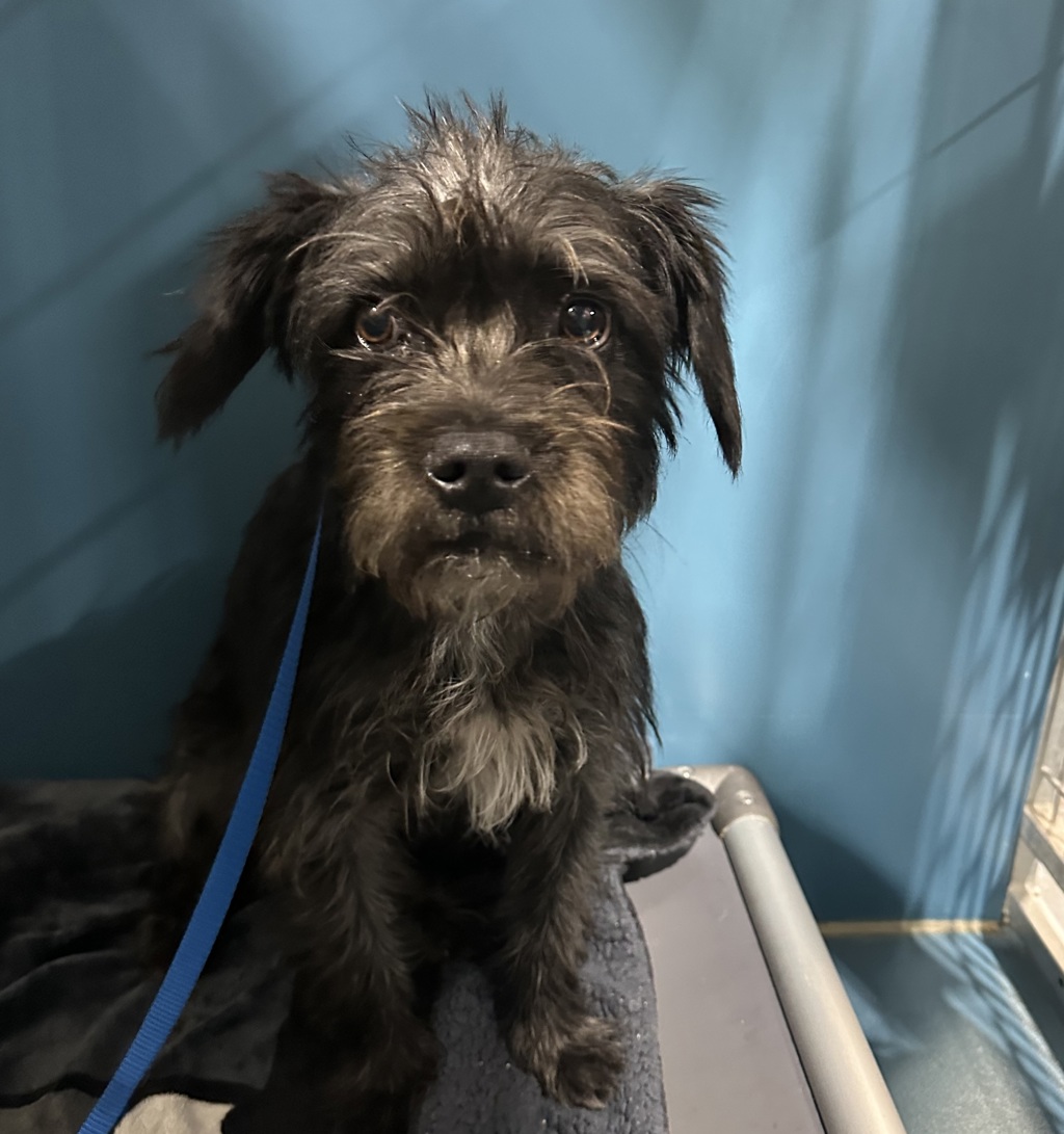 Shelter Stray Female Dog last seen Near Kearny Mesa Road, San Diego, CA, 92111, 5500 Gaines St, San Diego, CA 92110, USA