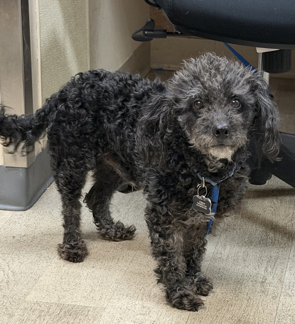 Shelter Stray Male Dog last seen El cajon BLVD near the Wendy's in North park, San Diego, CA, 92104, 5500 Gaines St, San Diego, CA 92110, USA