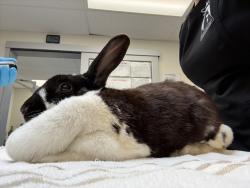 Shelter Stray Female Rabbit last seen SE 129th Ave & SE Division St, PORTLAND, OR, 97236, 1700 W Historic Columbia River Hwy, Troutdale, OR 97060, USA