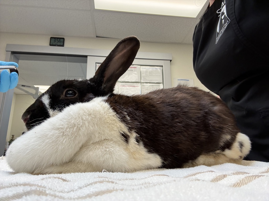 Shelter Stray Female Rabbit last seen SE 129th Ave & SE Division St, PORTLAND, OR, 97236, 1700 W Historic Columbia River Hwy, Troutdale, OR 97060, USA