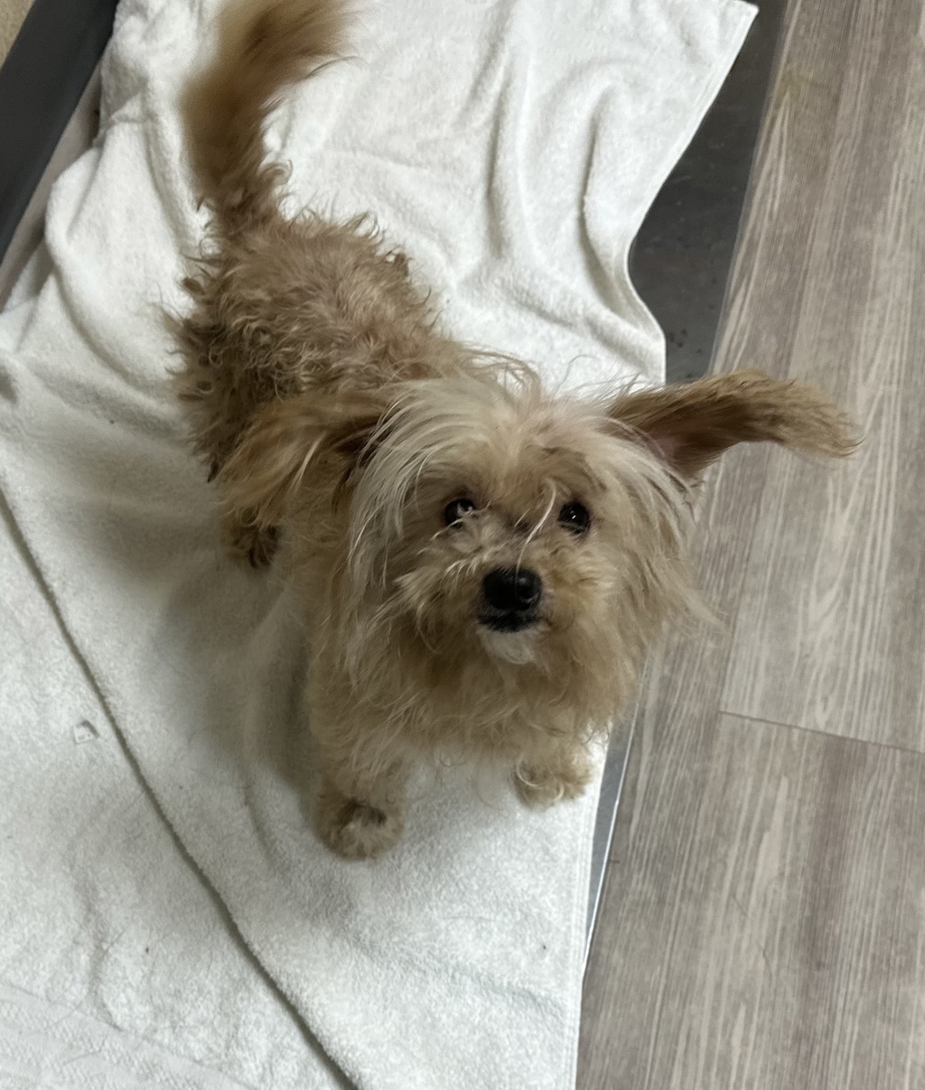Shelter Stray Female Dog last seen Near Marson Street, Oceanside, CA, 92058, Oceanside, CA 92058, USA