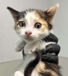 Shelter Stray Female Cat last seen Near Euclid Avenue, San Diego, CA, 92105, 5500 Gaines St, San Diego, CA 92110, USA