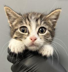 Shelter Stray Female Cat last seen Near Euclid Avenue, San Diego, CA, 92105, 5500 Gaines St, San Diego, CA 92110, USA