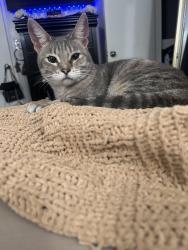Lost Female Cat last seen Junipero Dr Duarte ca , Duarte, CA 91010