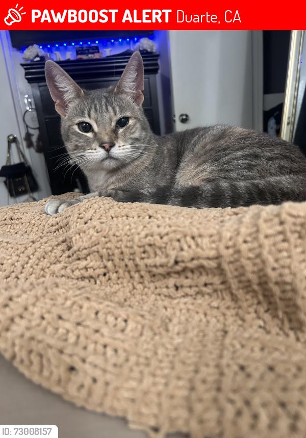 Lost Female Cat last seen Junipero Dr Duarte ca , Duarte, CA 91010