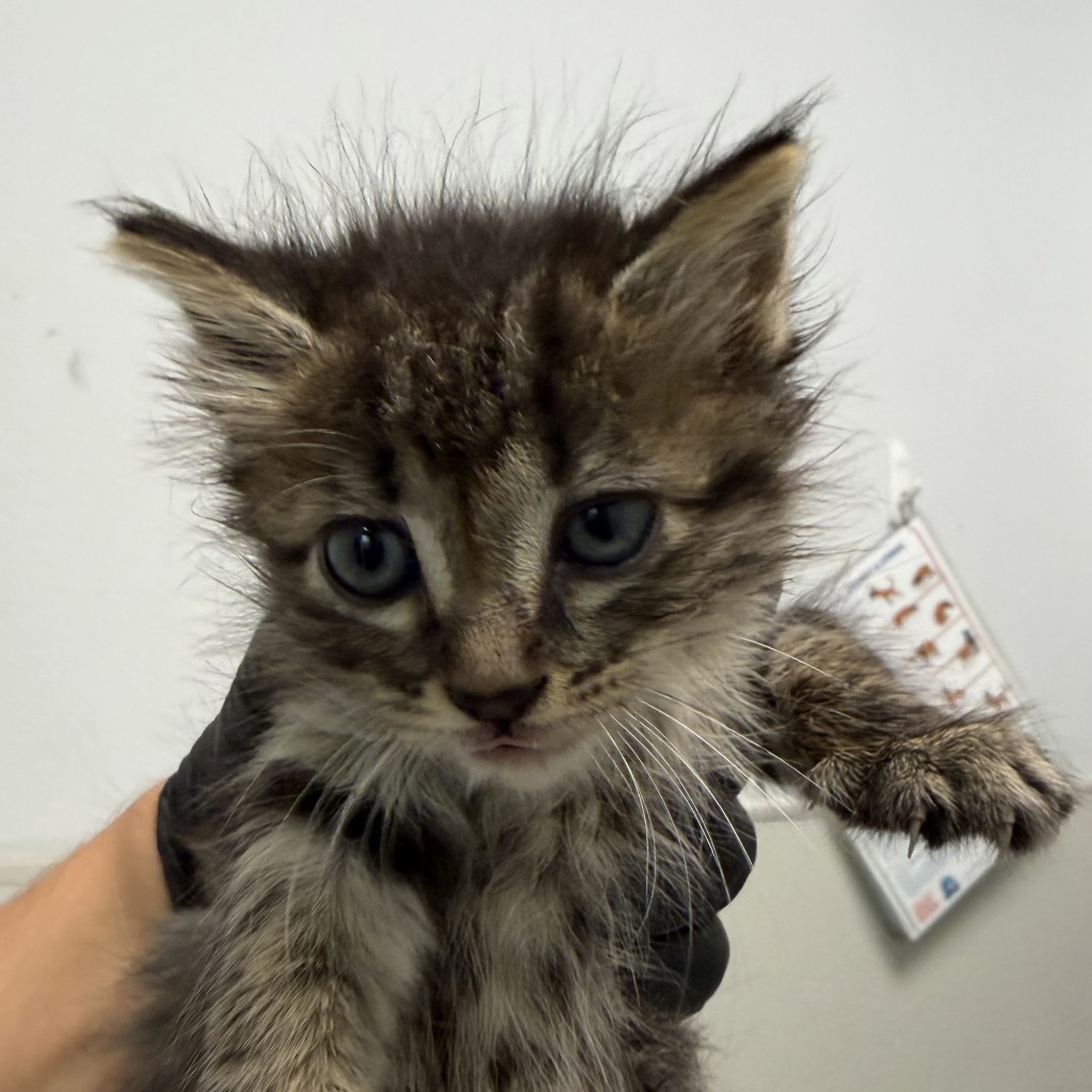 Shelter Stray Female Cat last seen Highland Avenue, National City, CA, 91950, 5500 Gaines St, San Diego, CA 92110, USA
