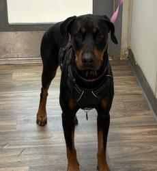 Shelter Stray Female Dog last seen found tied up outside of SDC, San Diego, CA, 92110, 5500 Gaines St, San Diego, CA 92110, USA